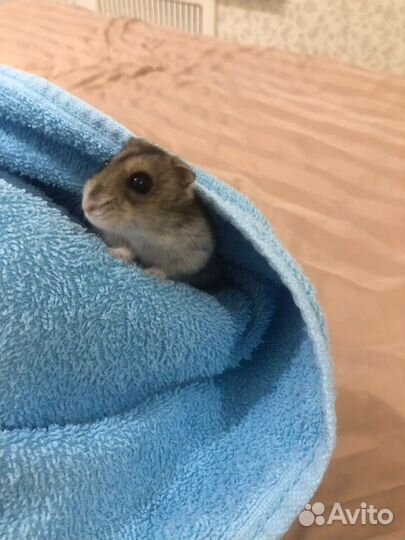 Джунгарский хомяк