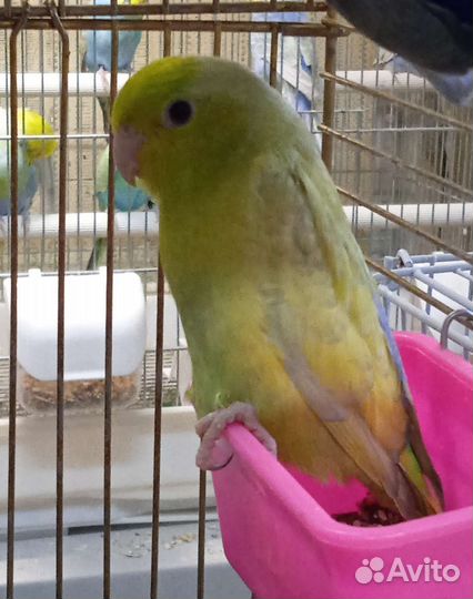 Воробьиный попугай