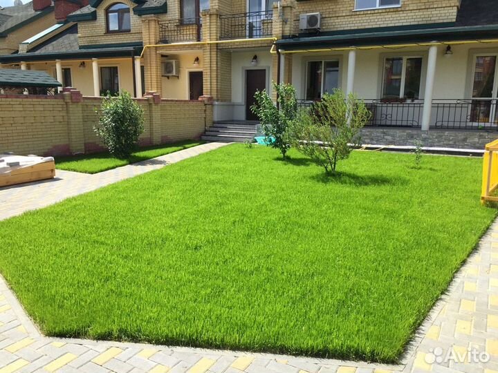 Семена газонной травы