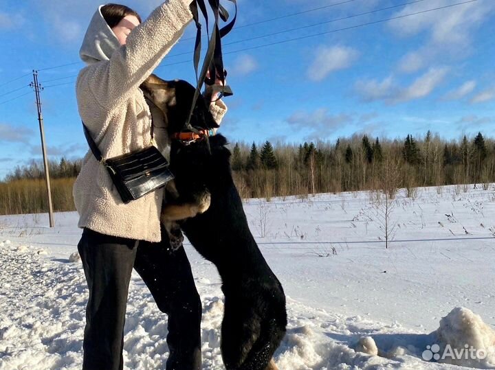 Пёс, спасенный от смерти, добрый и общительный