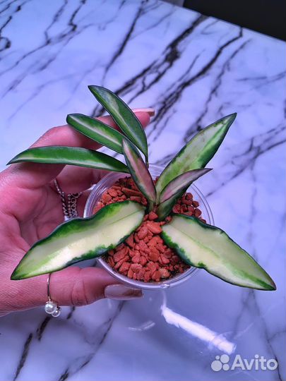 Hoya Kentiana Variegata / Хойя Кентиана вариегата