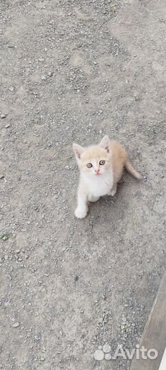 Прекрасная девочка в добрые руки