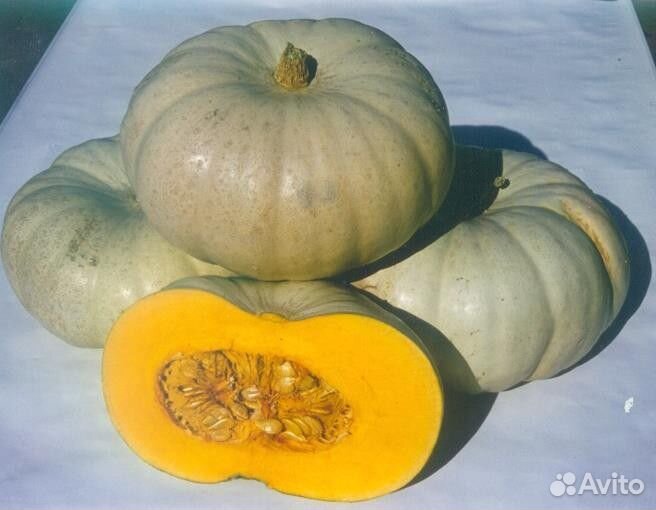 Семена Тыквы 