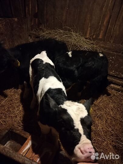 Телята бычки