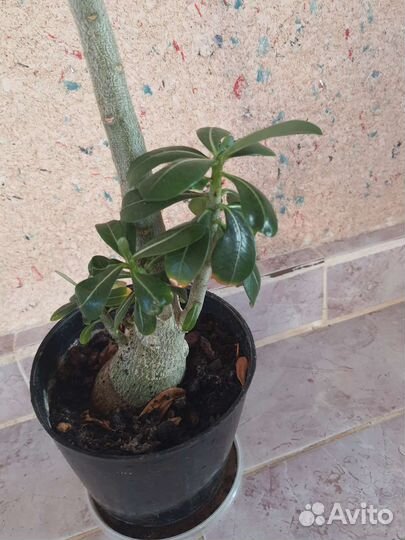 Адениум взрослый