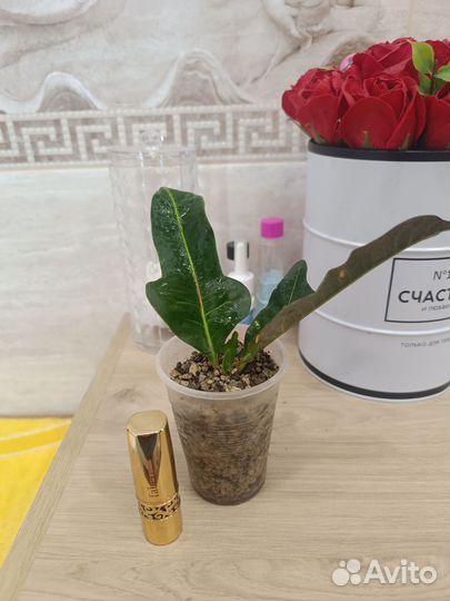 Замиакулькасы и Ко