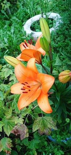 Участок 18 сот. (СНТ, ДНП)