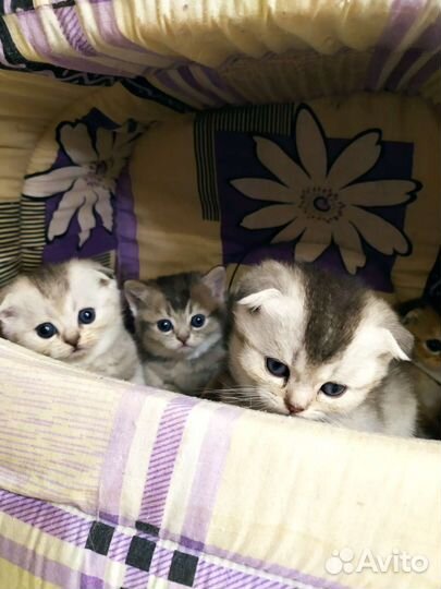 Шотландские котята