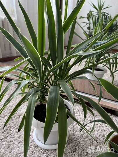 Фикус бенджамина и др цветы