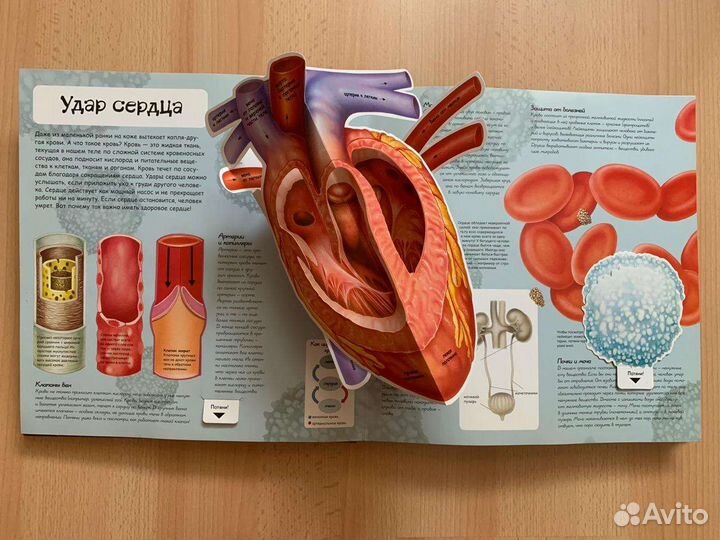 Книга. Факты в трех измерениях. Человек