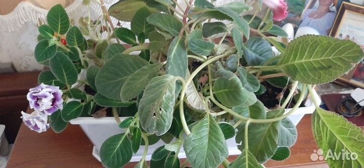 Глоксиния цветущая