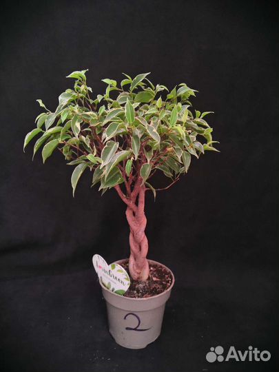 Фикус экзотика косичка 12/40