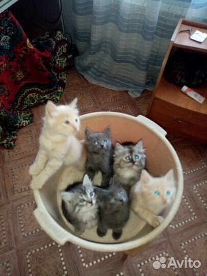 Котята в добрые руки