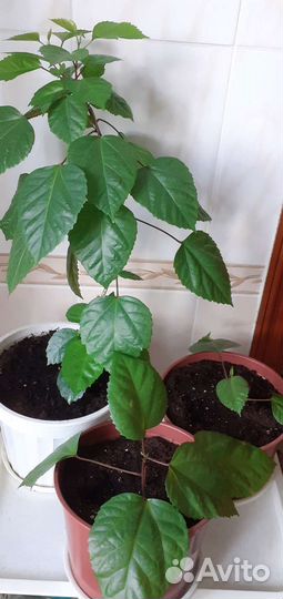 Гибискус китайская роза