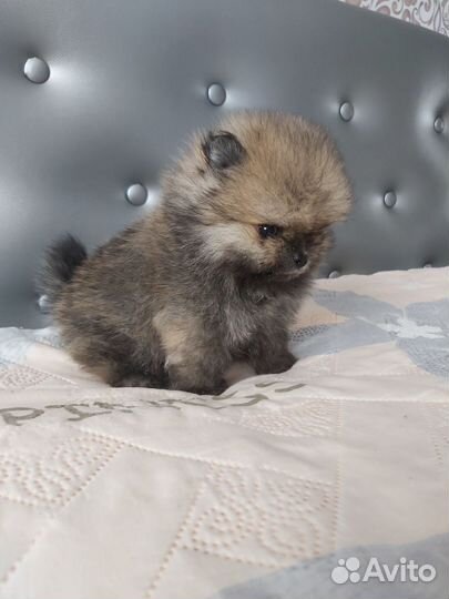 Щенки померанского шпица медвежьего типа