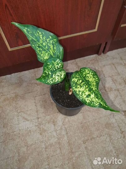 Аглаонема Фёрст Даймонд