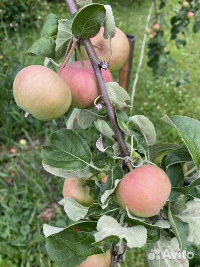 Яблоки, груши, летние