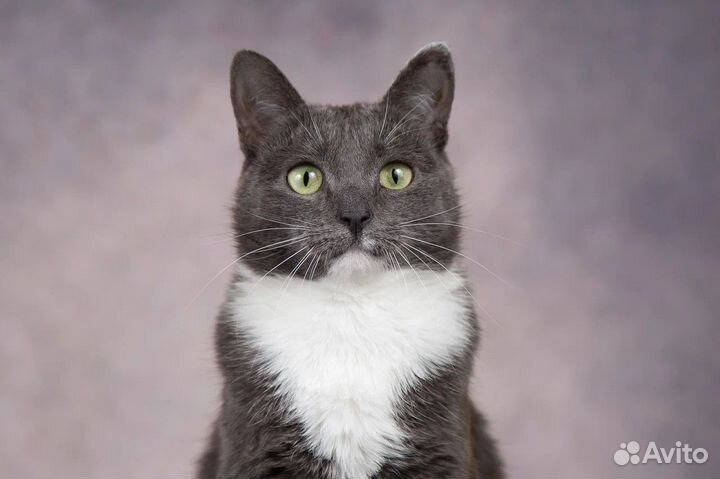 Кошки в добрые руки бесплатно