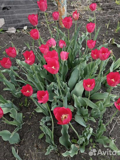 Луковицы тюльпанов