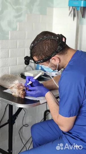 Ветеринарный врач на дом