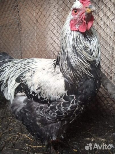 Петух брама