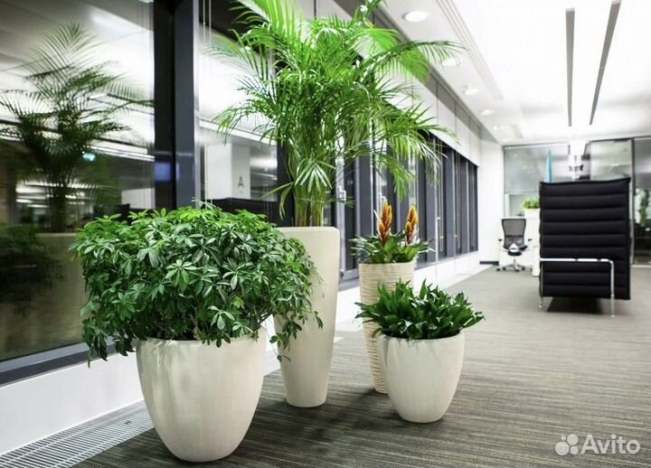 Озеленение офисов