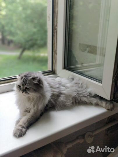 Хайленд фолд в добрые руки