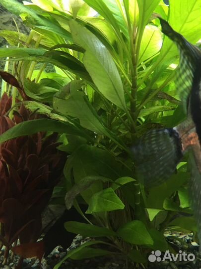 Гуппи, мхи, Лимонник, Анубиас