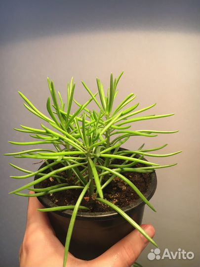 Крестовник Барбертоникус