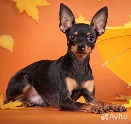 Вязка кобель