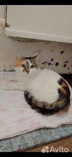 Кошки в добрые руки