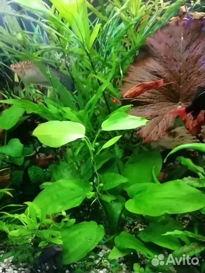 Аквариумные растения и улитки