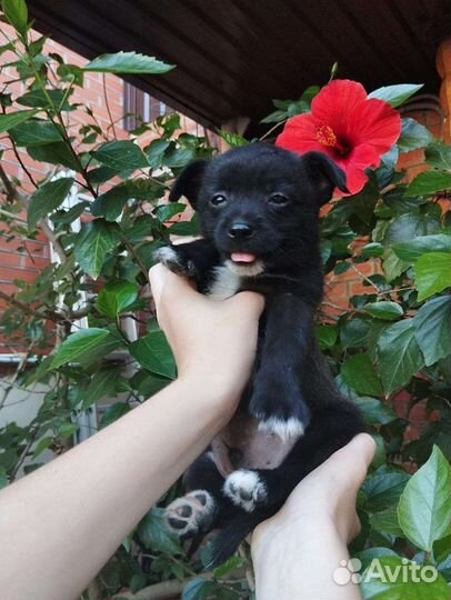 Щенок мальчик