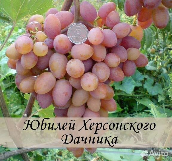 Саженцы винограда