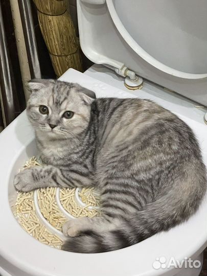 Шотландская вислоухая кошка бесплатно