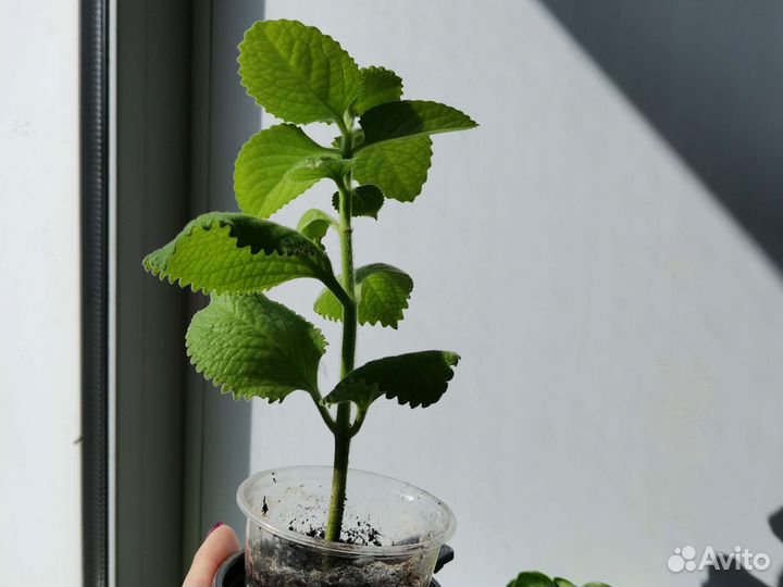 Комнатная мята