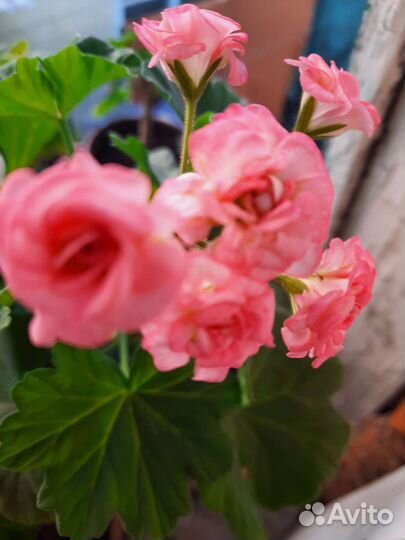 Пеларгонии сортовые