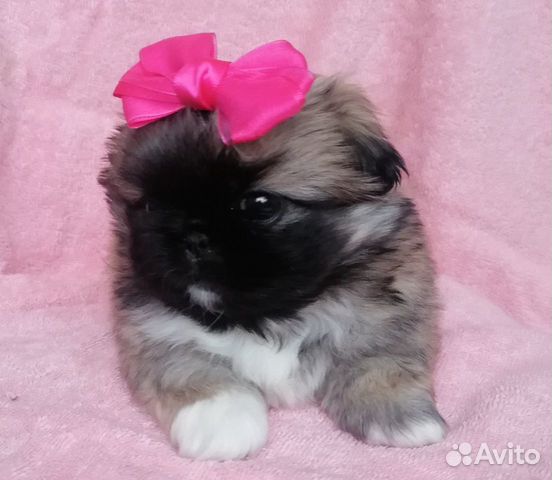 авито прокопьевск собаки