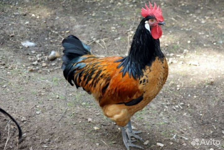 Петушки и суповые куры