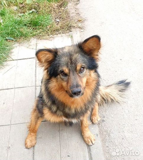 Пёсик ищет дом