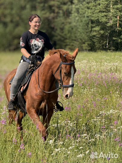 Аренда беседки