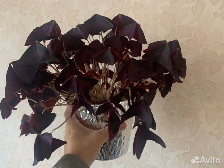 Кислица ботерфляй бардо