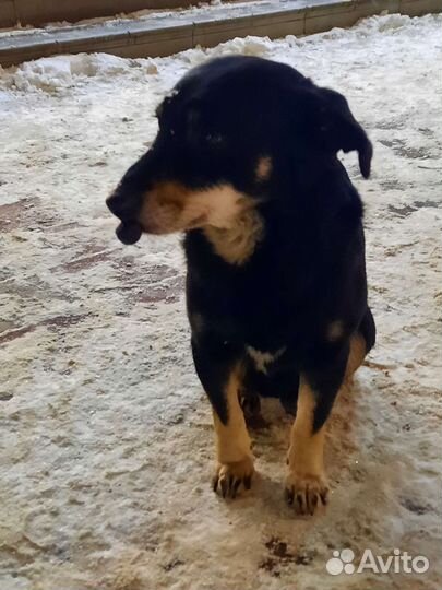 Найдена собака