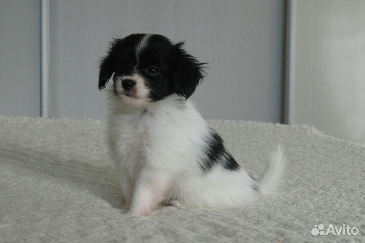 Щенок фалена мальчик