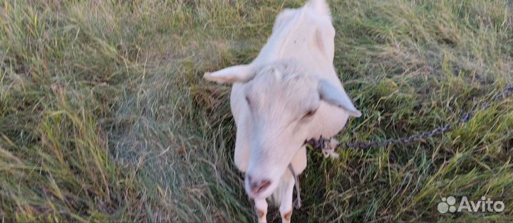 Зааненские козы маленькие и большие,дойные и котны