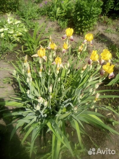 Ирисы сортовые