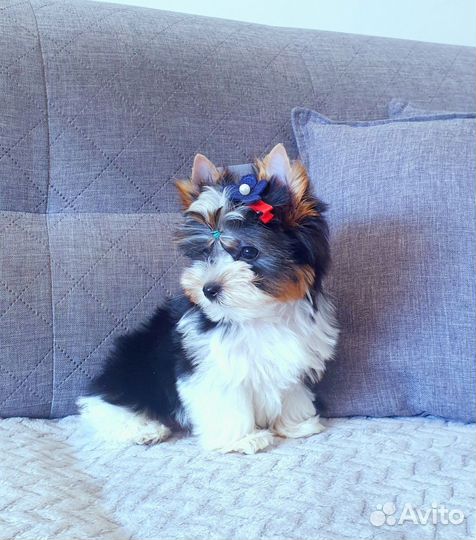 Большой выбор