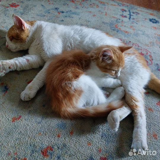 Рыжий котенок мальчик в добрые руки