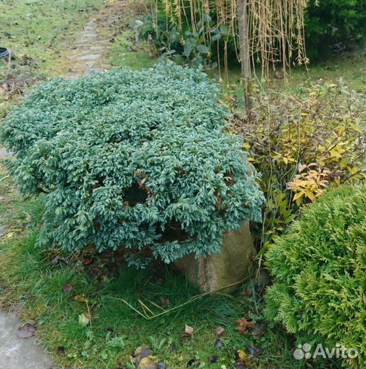 Саженцы хвойных растений