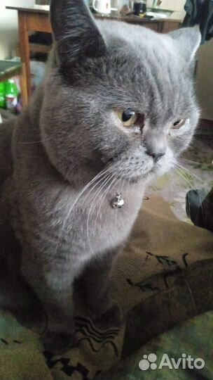 Британский кот вязка